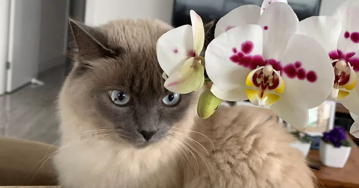 Are Orchids Poisonous to Cats?