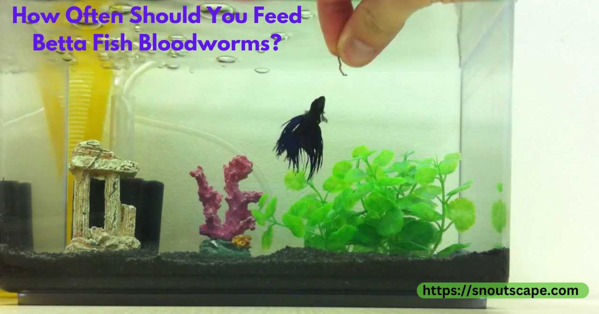 How Often Should You Feed Betta Fish Bloodworms?