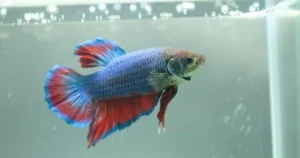 How Often Do Betta Fish Come Up for Air?