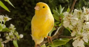 How much is canary bird