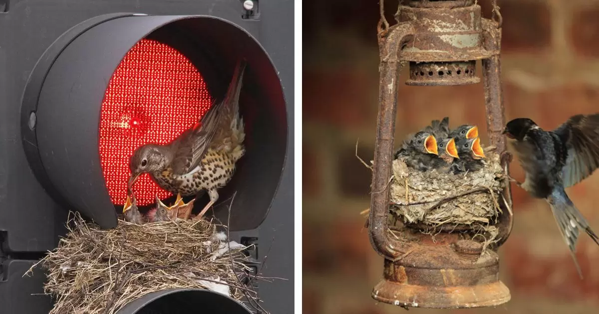 How to Get Birds Out of Your Attic