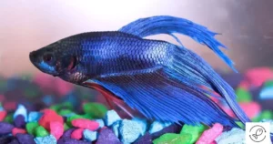 Can a Betta Fish Eat Goldfish Food?