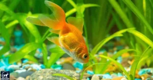 How Long Can Goldfish Go Without Food?