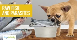 Can Dogs Eat Goldfish?