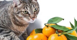 Can Cats Eat Oranges?