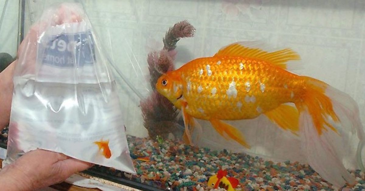 The Nutritional Value of Goldfish