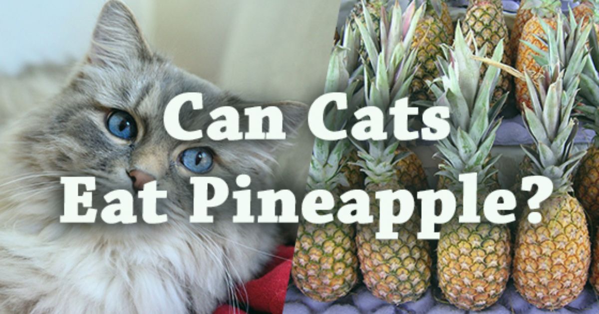 Can Cats Eat Pineapple?