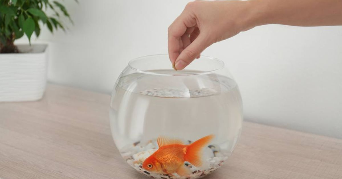 How Long Can a Goldfish Go Without Eating?