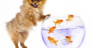 Can Dogs Eat Goldfish