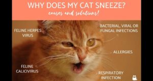 What You Should Know About Cat Sneezing