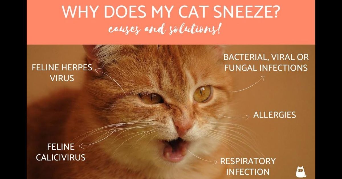 What You Should Know About Cat Sneezing