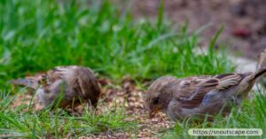 Do Birds Eat Grass Seed? Unveiling the Truth About Birds and Your Lawn