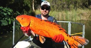 How Long Can Goldfish Go Without Eating