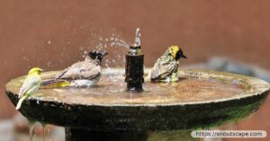 How to Keep Mosquitoes Out of Your Bird Bath or Water Fountain?