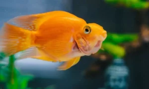 Learn How Often to Feed Goldfish