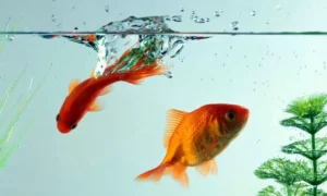 What Fish Can Live with Goldfish?