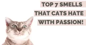 What Smells Do Cats Hate?