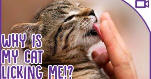 Why Does My Cat Lick Me?