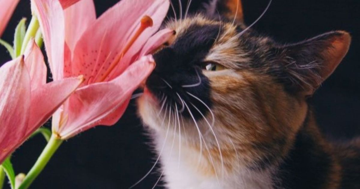 Are Lilies Poisonous To Cats?