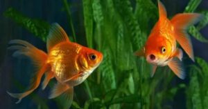 How Long Do Goldfish Live?