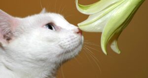 Are Peace Lilies Toxic to Cats?