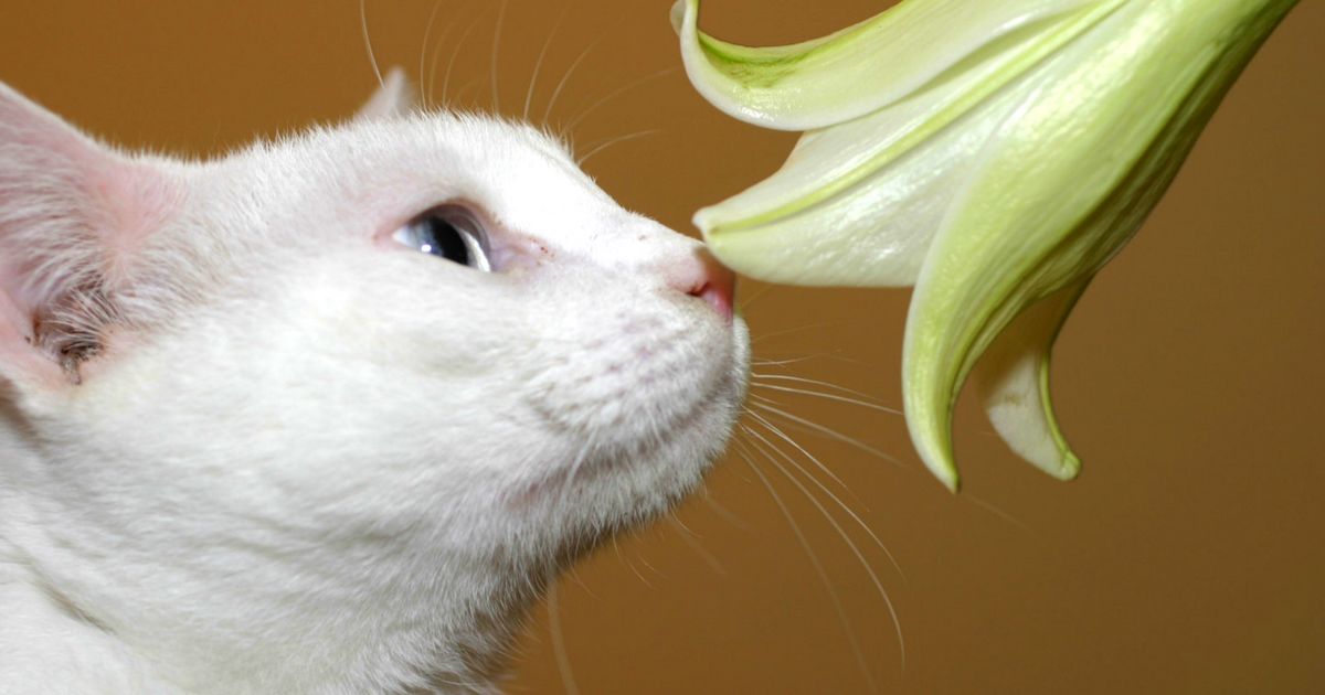 Are Peace Lilies Toxic to Cats?