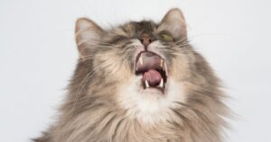 Why Do Cats Sneeze?