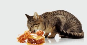 Can Cats Eat Honey?