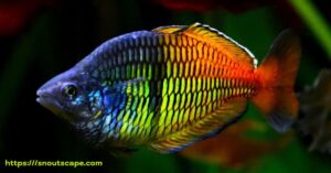 Australian Tropical Rainbow Fish: A Guide to Size, Care, and Tank Mates